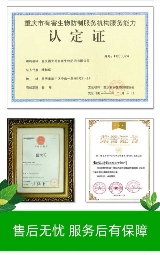 猫大哥证书