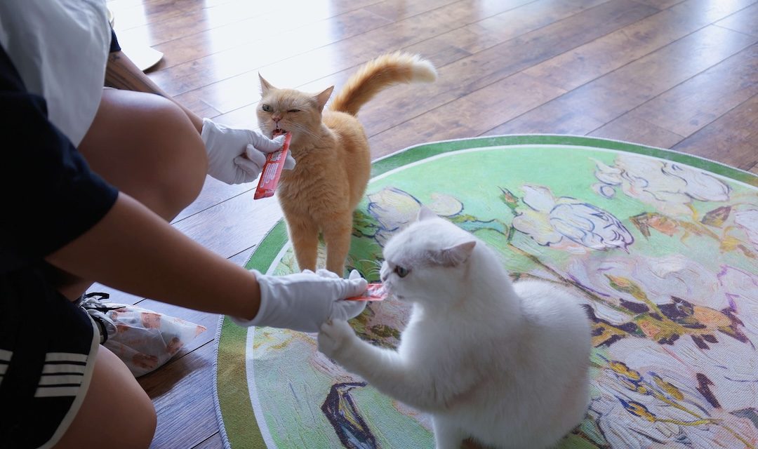 大田小家宠托师服务