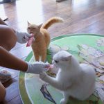 大田小家宠托师服务