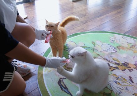 大田小家宠托师服务