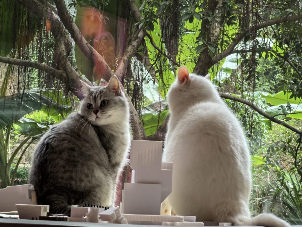 猫猫